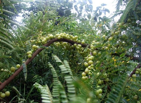 Phyllanthus emblica seed